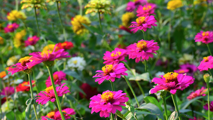 Multi-colored flowers in the flower garden