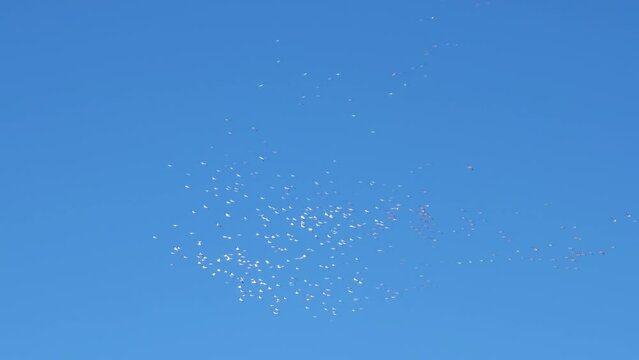 Huge flock of snow geese swoop and swirl in distance in clear blue sky
