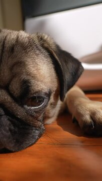 There's a delightful pug puppy sitting on the room's floor.