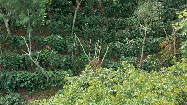 Aerial footage over a coffee plantation that is grown under forest shadow, environmentally friendly