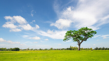Fototapeta na wymiar The tree.The bright blue sky above the rice fields in northeastern Thailand.Blue sky. rice fields