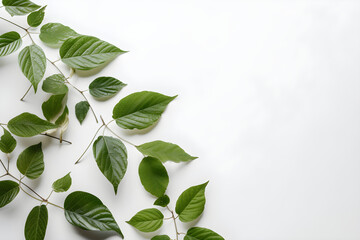 Green leaves on white background with copyspace. Flat lay, top view, for banner background