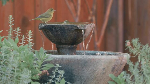 Birds on fountain birdbath in a backyard 