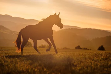 Foto auf Leinwand A berber arab horse in front of a stunning sunset landscape in late summer outdoors © Annabell Gsödl