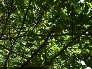 Fototapeta premium cherry fruit tree with green leaves in sunlight, nature background,
