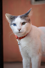 gato doméstico color blanco con heterocromía, ojos color azul y verde 