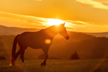 A berber arab horse in front of a stunning sunset landscape in late summer outdoors
