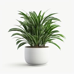 plant in a pot