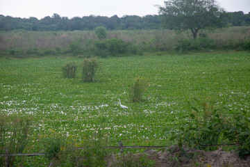 naturaleza humeda