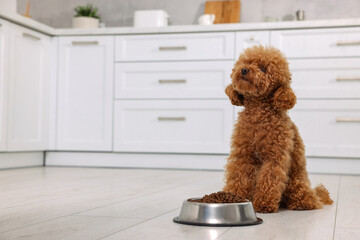 Cute Maltipoo dog near feeding bowl with dry food on floor in kitchen. Lovely pet