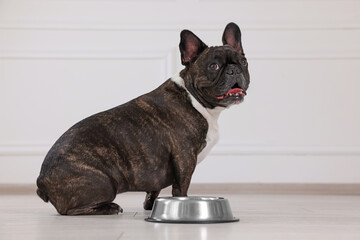 Adorable French Bulldog near bowl indoors. Lovely pet