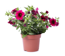 Beautiful blooming petunia flower in pot isolated on white