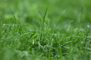 Fresh green grass with water drops growing outdoors in summer, closeup
