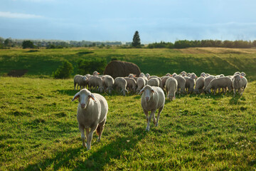 Naklejka na ściany i meble Many beautiful sheep grazing on pasture. Farm animals