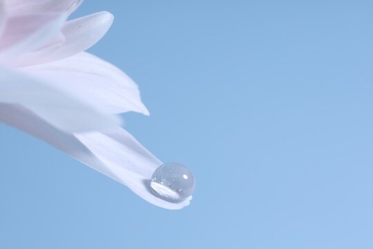 Macro photo of flower petal with water drop against light blue background. Space for text