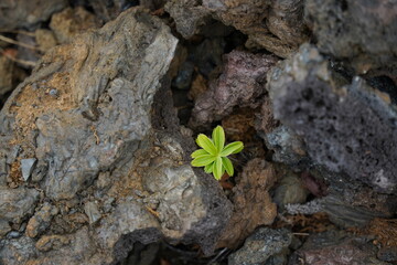 Life Finds a Way (Wide)