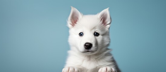 Photo studio puppy white Siberian husky