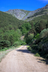 Dirt road in forest with vegetation with granite stone mountain with blue sky vertically
