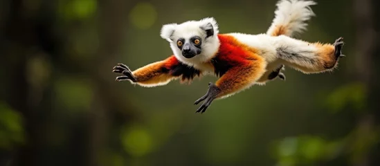 Zelfklevend Fotobehang Red and white monkey with long tail found in Madagascar jumps in rainforest © 2rogan
