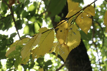 autumn leaves 