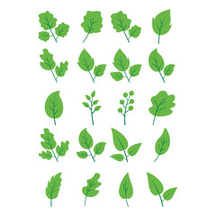 Leaf Flat Illustration Element Vector , Green Leaf  Vector