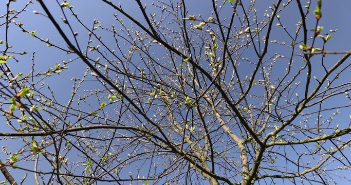the branches of the bird cherry tree in the spring season, the branches of the bird cherry without foliage in sunny weather