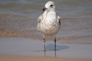 Herring Gull on Beach