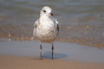 Herring Gull on Beach