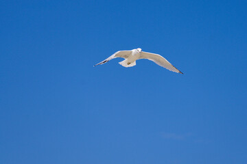 Fototapeta na wymiar Ring Billed Gull Flying 