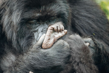 Mother gorilla cleans baby's foot in Volcanoes National Park, Rwanda