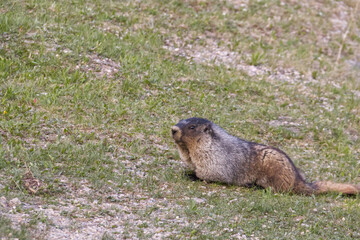 A Lone Marmot on the Grass
