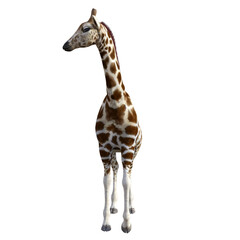 giraffe