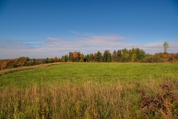 Fototapeta premium autumn landscape with trees and field
