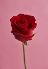 red rose isolated on pink background.