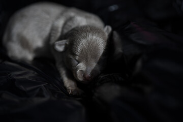 Newborn funny lilac grey tiny chihuahua puppy sleeping on black soft surface background