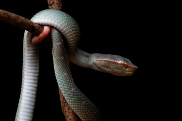 Tropidolaemus subannulatus, Pit Viper From Borneo Island