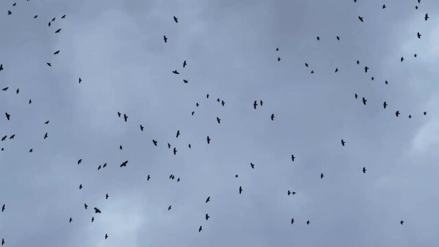 Flock of Bird flying against dramatic,dark,mysterious sky. Halloween concept