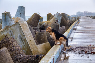 The big yellow street dog near concrete breakwaters on the Baltic sea coast