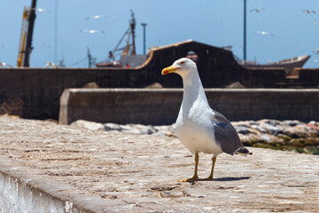 Portrait of the curious big adult yellow-legged seagull in the Essaouira harbour. Morocco