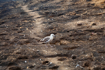 The young yellow-legged gull on the volcanic shore of the Atlantic Ocean in the area of Essaouira...