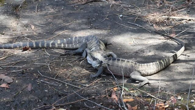 Australian Eastern Water Dragons fighting during mating season over females and territory