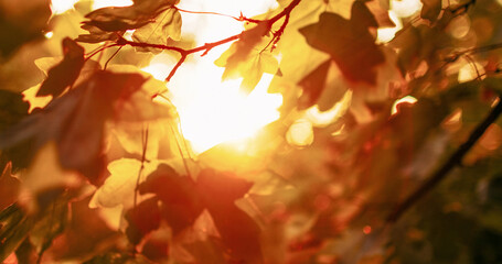 Forest sunrise background. Fall leaves. Morning park scenery. Blur yellow green tree foliage branch in lens flare defocused glowing beam light.