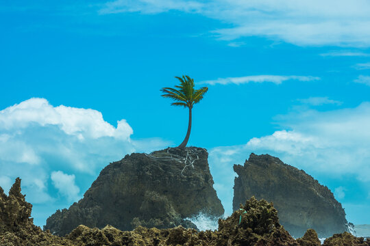 View of a coconut tree on top of a rock in Tambaba Beach - Conde, State of Paraiba