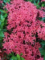 Ixora​ red flower