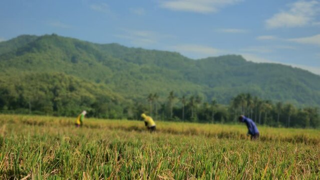 Blurred farmers are busy cutting rice during harvest in a rural rice field in Indonesia. The rice appears to be full, bowed, and yellowed