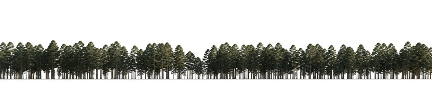 isolated conifer trees pinus ponderosa, best use for image background