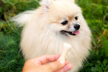 Treats for Animals. Picky Dog Refuses to Eat Bone on Blur Green Background.
