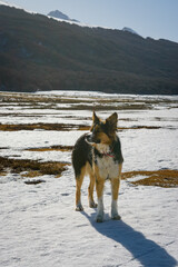 Perro en estepa patagónica en la tarde. Mascota en la nieve