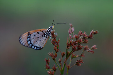 Beautiful Butterfly and Moth in Nature Place