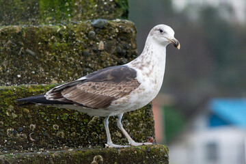 Gaviota Dominicana juvenil (Larus dominicanus)